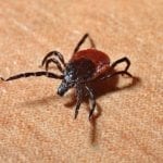 After Being Misdiagnosed for One Year, it Took Six Years to Recover From Lyme Disease